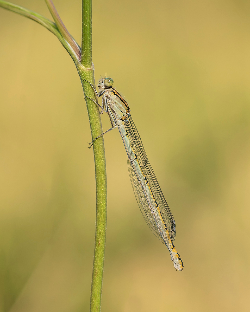 A FEMALE COMMON BLUE DAMSELFLY